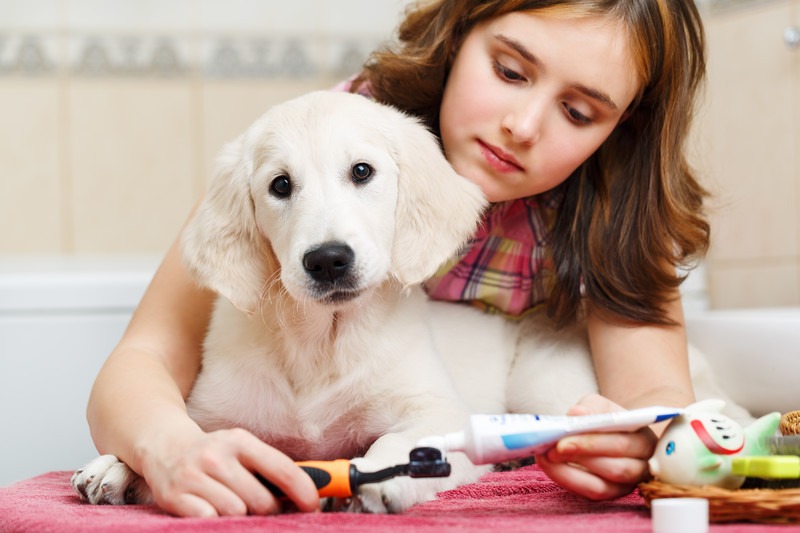 Brush your dog's teeth every day.