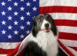 USA-Made Beefhide Chews for Patriotic Pups