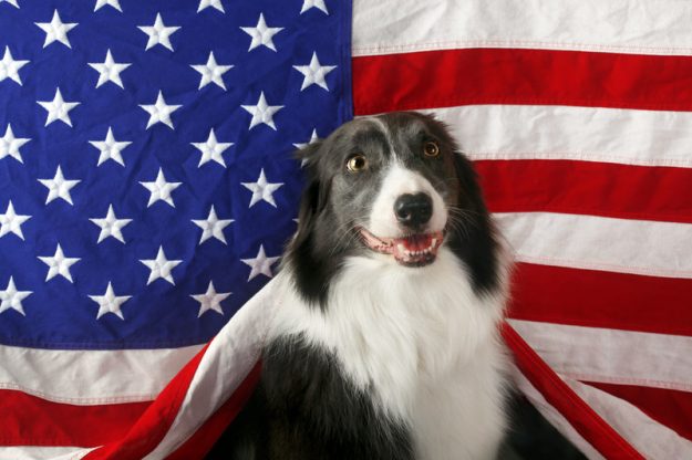 PF-2018-BorderCollieFlag USA-Made Beefhide Chews for Patriotic Pups