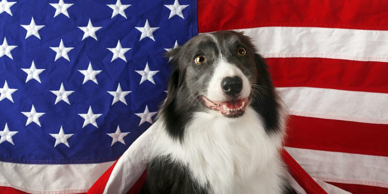 USA-Made Beefhide Chews for Patriotic Pups