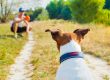Spoil Your Dog Day