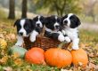 Tips for a dog-friendly Halloween party