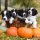 Tips for a dog-friendly Halloween party