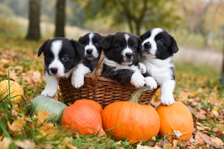 Tips for a dog-friendly Halloween party