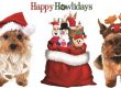 pet toys