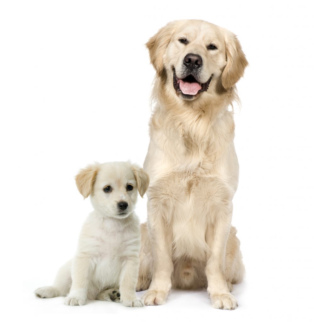 Dog and Puppy smiling and sitting