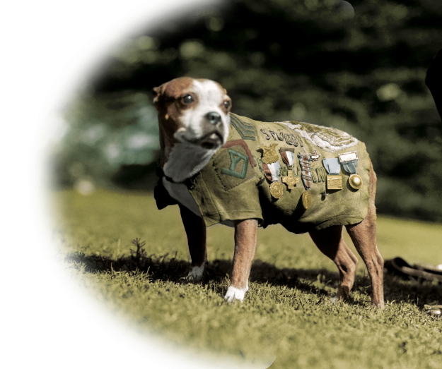 sergeant_stubby